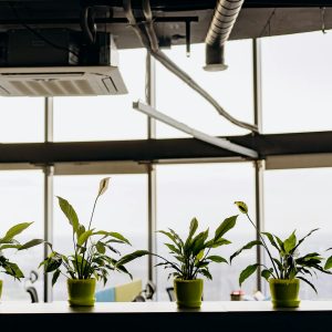 Udara Rumah Tercemar? Kenali Dampak Polusi Dalam Ruangan & Solusinya